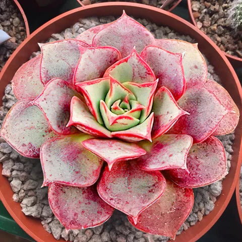 Light Red flower seeds