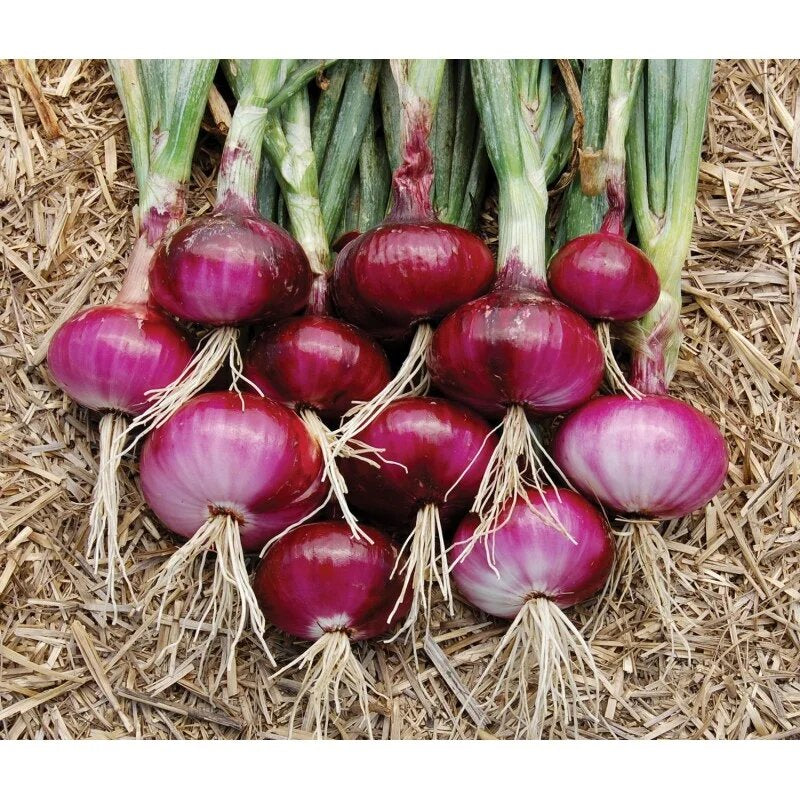 Onion Vegetable Seeds for Planting – Heirloom Non-GMO Garden Seeds