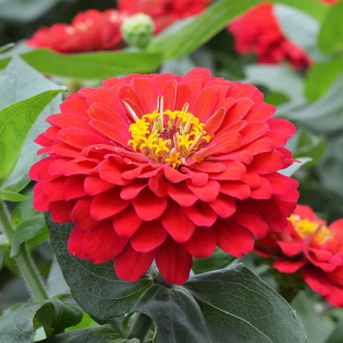 Light Red flower seeds