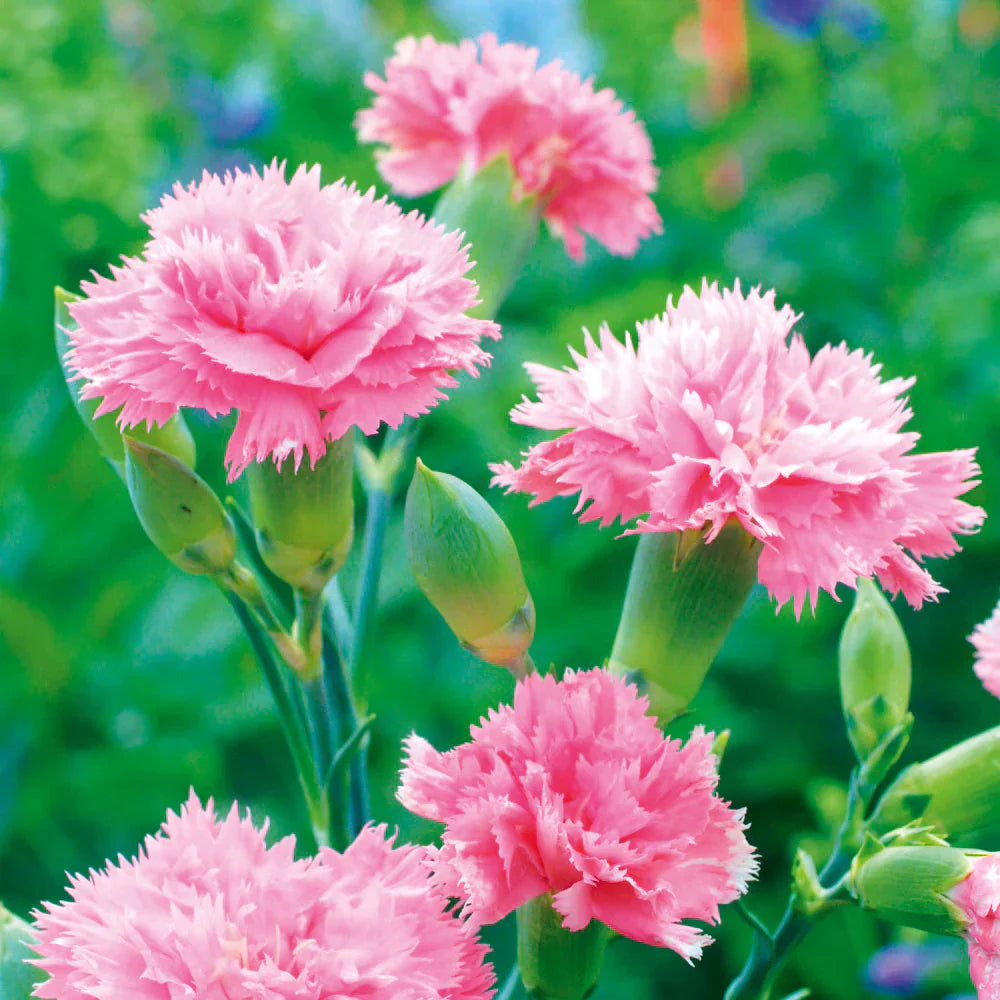 Light Rose flower seeds