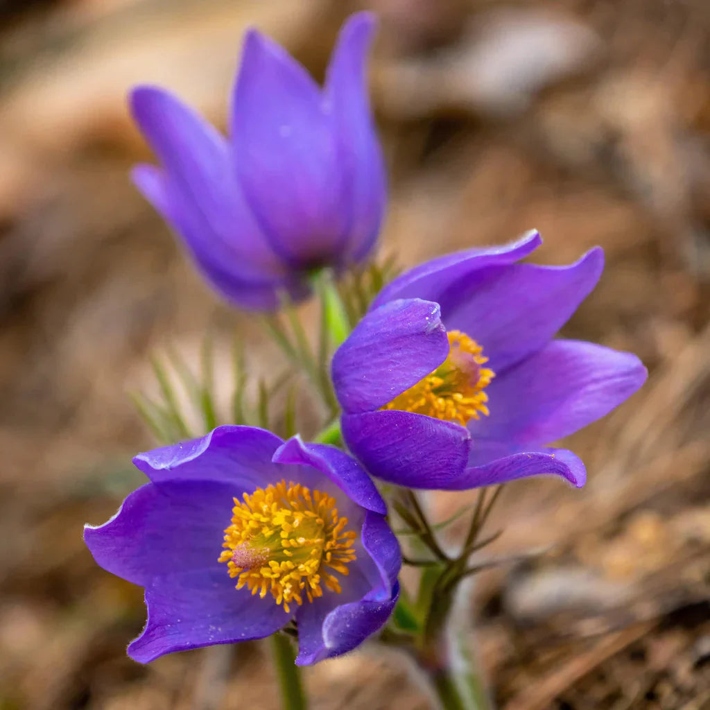 Light Violet flower seeds