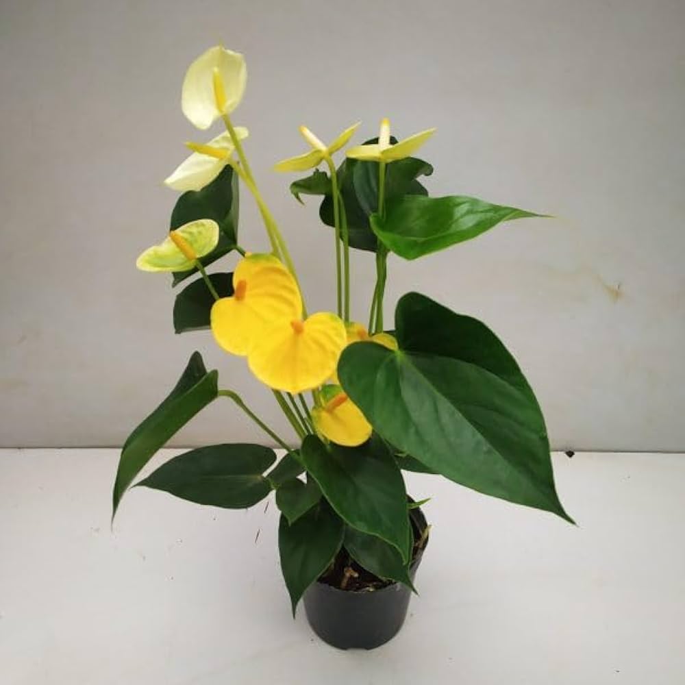 Light Yellow flower seeds