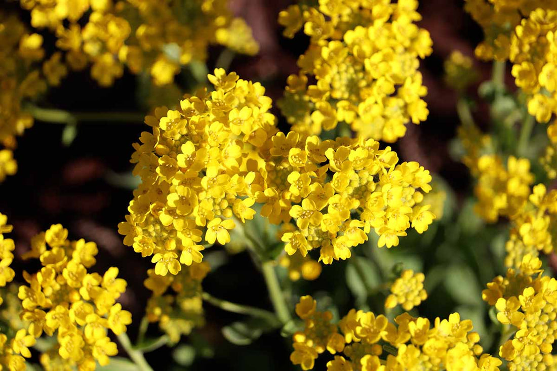 Light Yellow flower seeds
