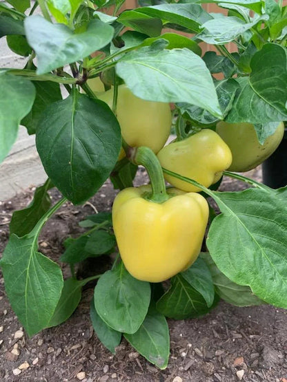 Yellow Bell Pepper Seeds for Planting – Heirloom Non-GMO Garden Seeds