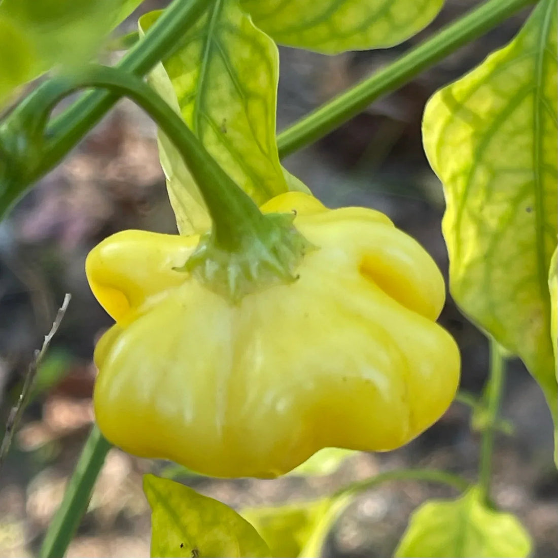 Brazilian Chili Seeds