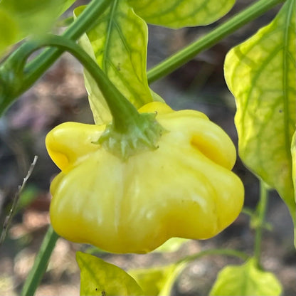 Brazilian Chili Seeds