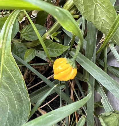 Brazilian Chili Seeds for Planting – Heirloom Non-GMO Garden Seeds