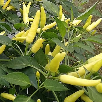 Yellow Chili Pepper Seeds