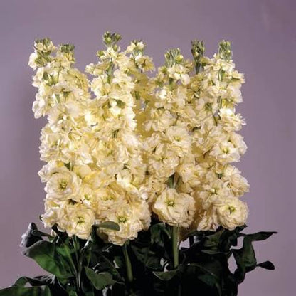 Light Yellow Matthiola Incana Flower