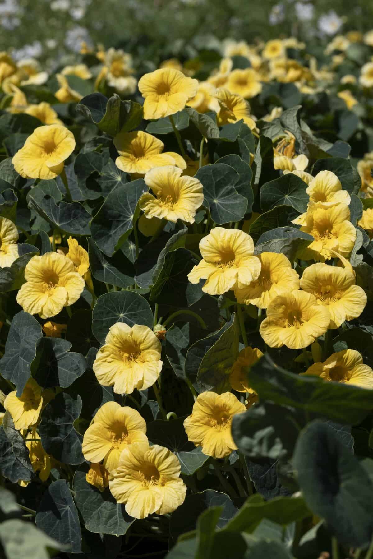 Light Yellow Nasturtium Flower Seeds for Planting with bright yellow blooms and green foliage