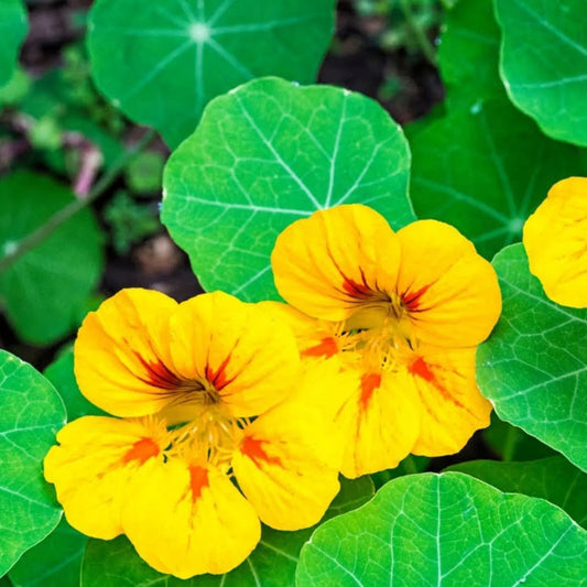 Light Yellow Nasturtium Flower Seeds with cheerful yellow blooms and green rounded foliage