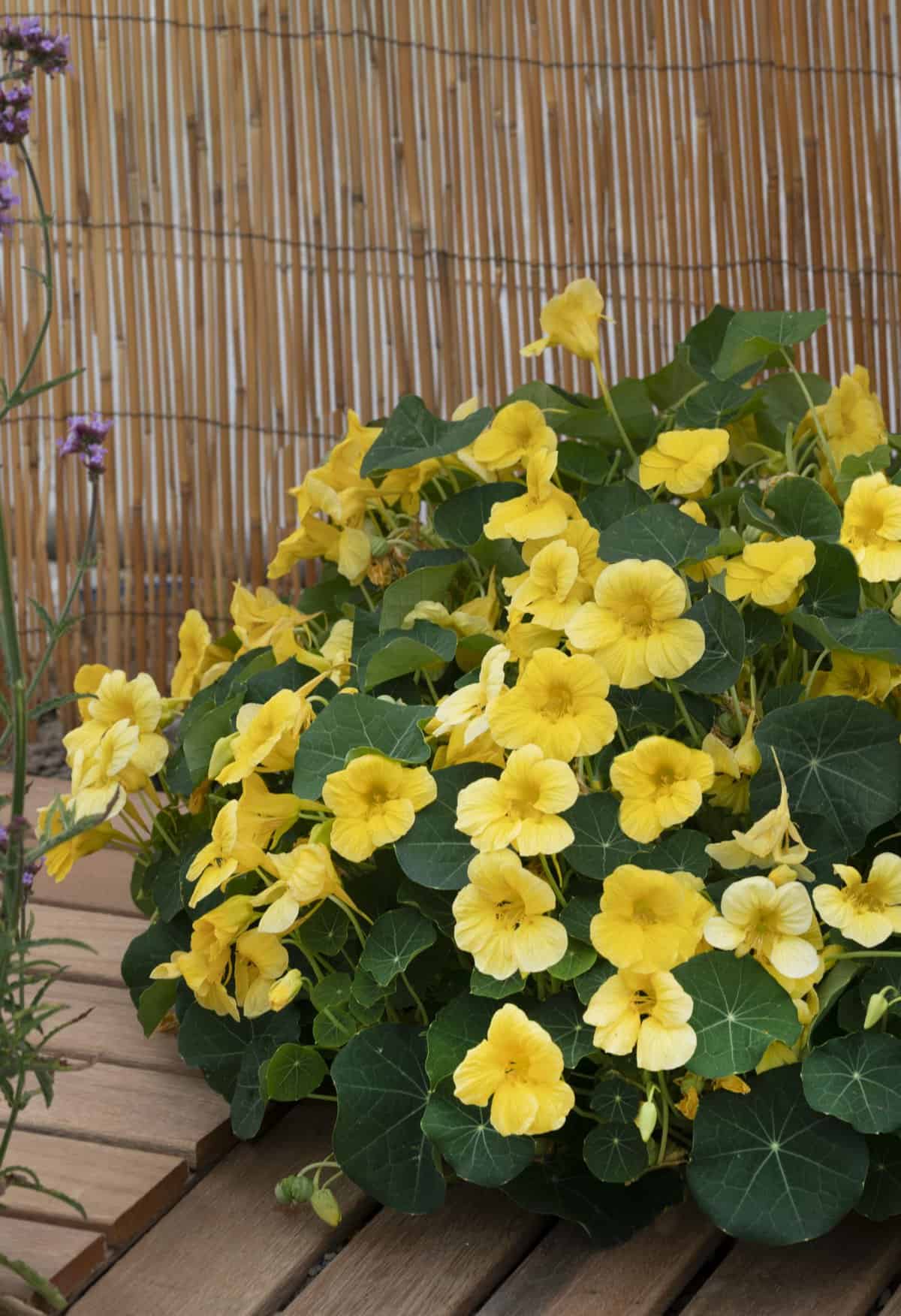 Light Yellow Nasturtium Flower Seeds for Planting with bright yellow blooms and green foliage