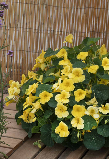 Light Yellow Nasturtium Flower Seeds for Planting with bright yellow blooms and green foliage