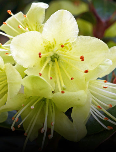 Light Yellow flower seeds