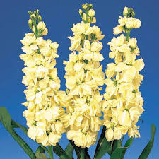 Light Yellow Matthiola Incana Flower