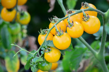 Yellow Tomato Seeds