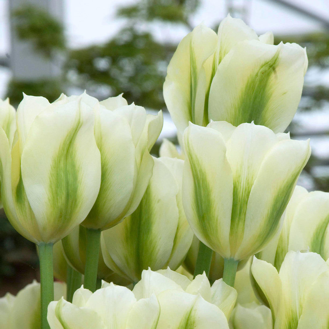 Light Green flower seeds