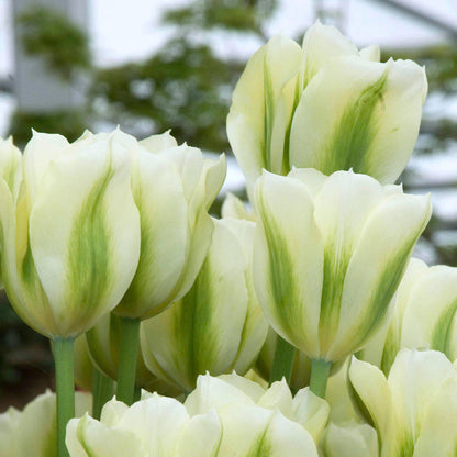Light Green flower seeds