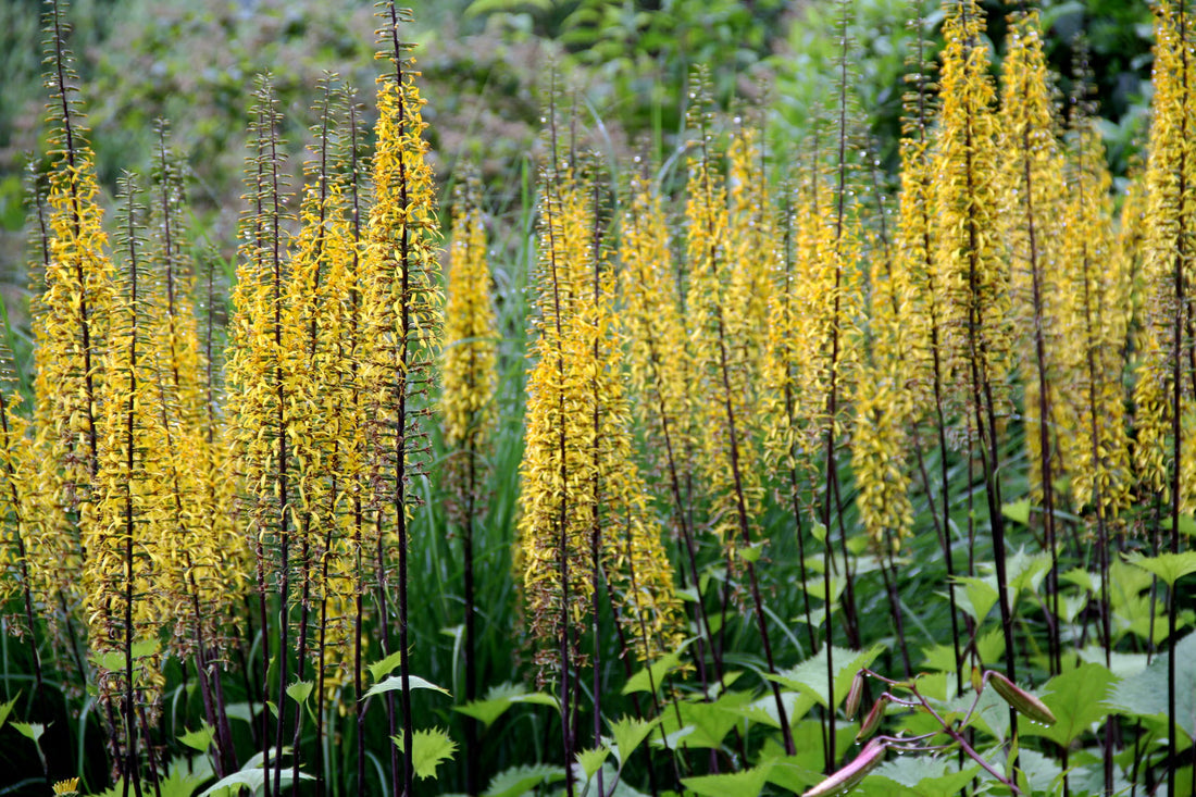 Yellow Ligularia flower seeds