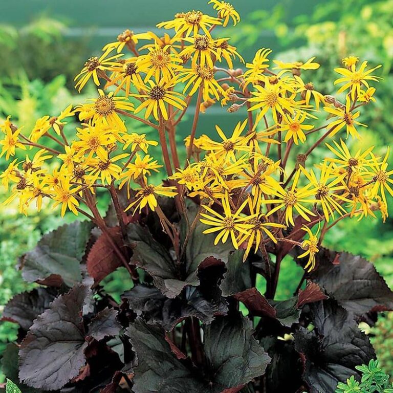 Yellow Ligularia flower seeds