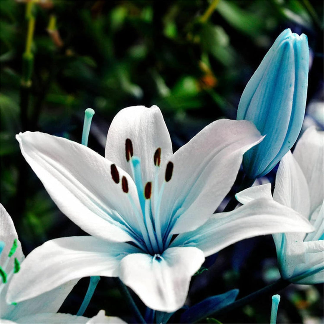 Blue White flower seeds