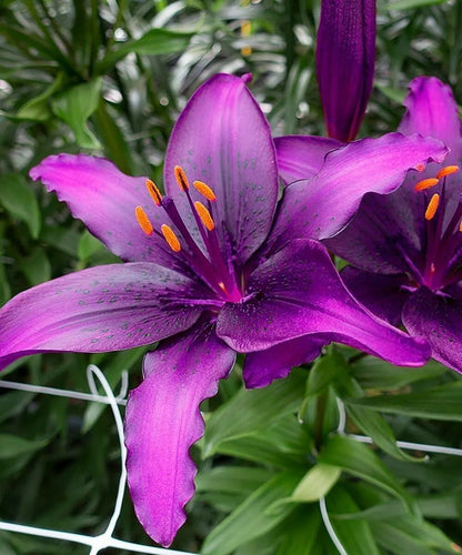 Purple Lilium Brownii flower growing in a home garden