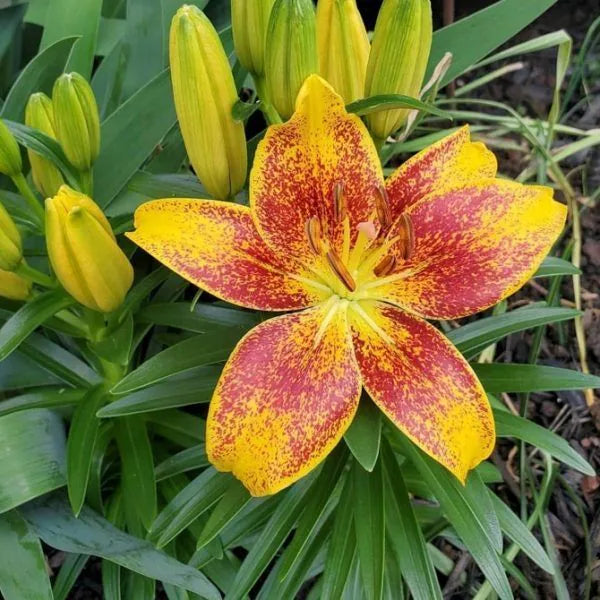 Yellow Red flower seeds