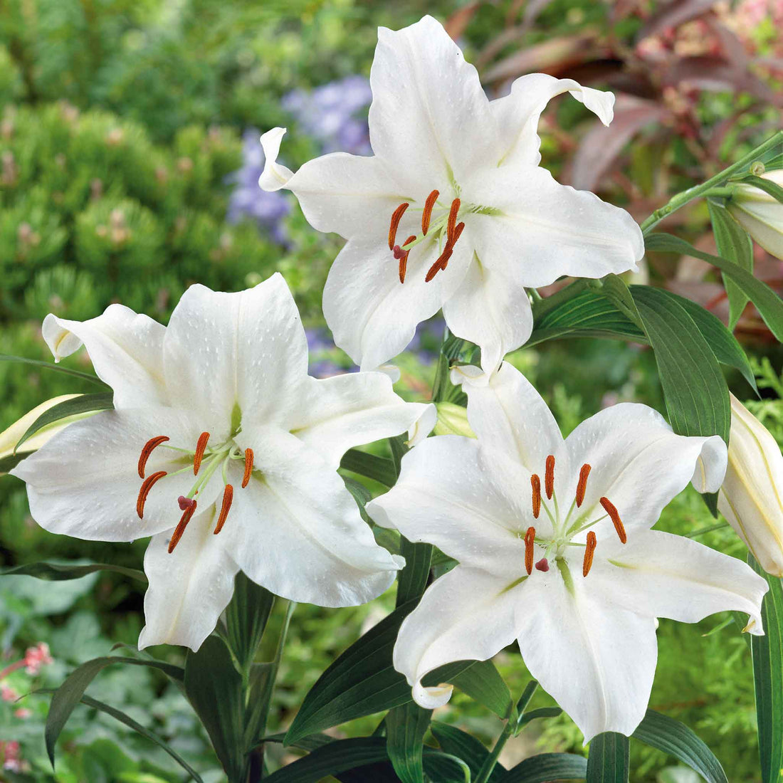 Casa Blanca flower seeds
