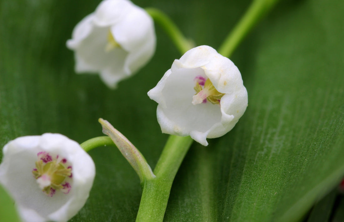 Majalis flower seeds