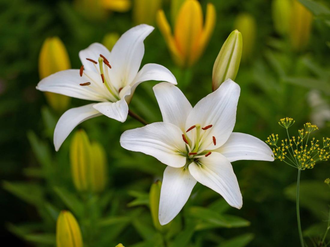 Lilium flower seeds