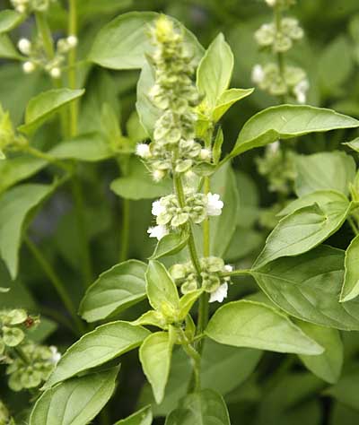 Lime Basil Herb Seeds for Planting – Heirloom Non-GMO Garden Seeds
