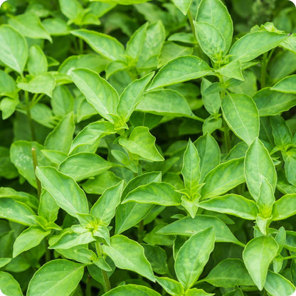 Lime Basil Herb Seeds for Planting – Heirloom Non-GMO Garden Seeds