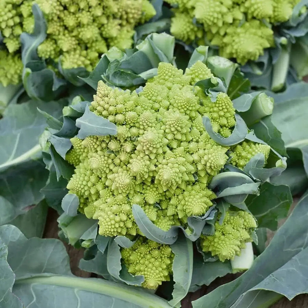 Romanesco vegetable with a bright lime-green head, intricate spiral florets, and broad green leaves growing in a home vegetable garden.