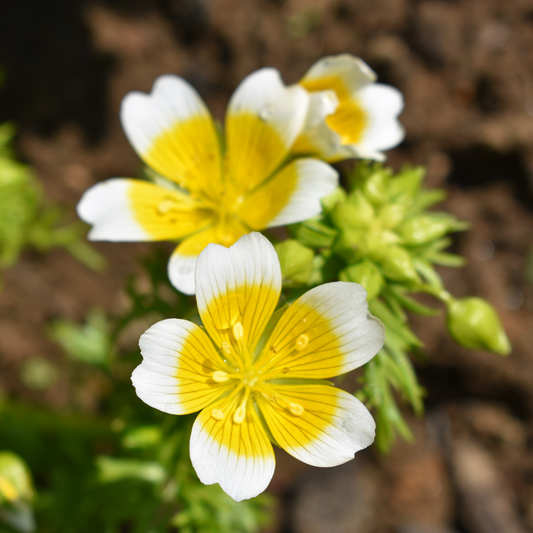 Yellow White flower seeds