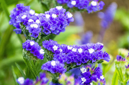 Blue River Statice Flower Seeds for Planting – Heirloom Non-GMO Garden Seeds