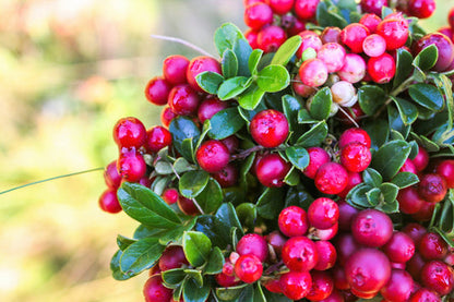 Lingonberry Fruit Seeds for Planting – Heirloom Non-GMO Garden Seeds