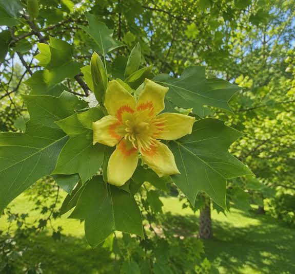 Tulpenbaum flowering tree with tulip-shaped green and orange flowers