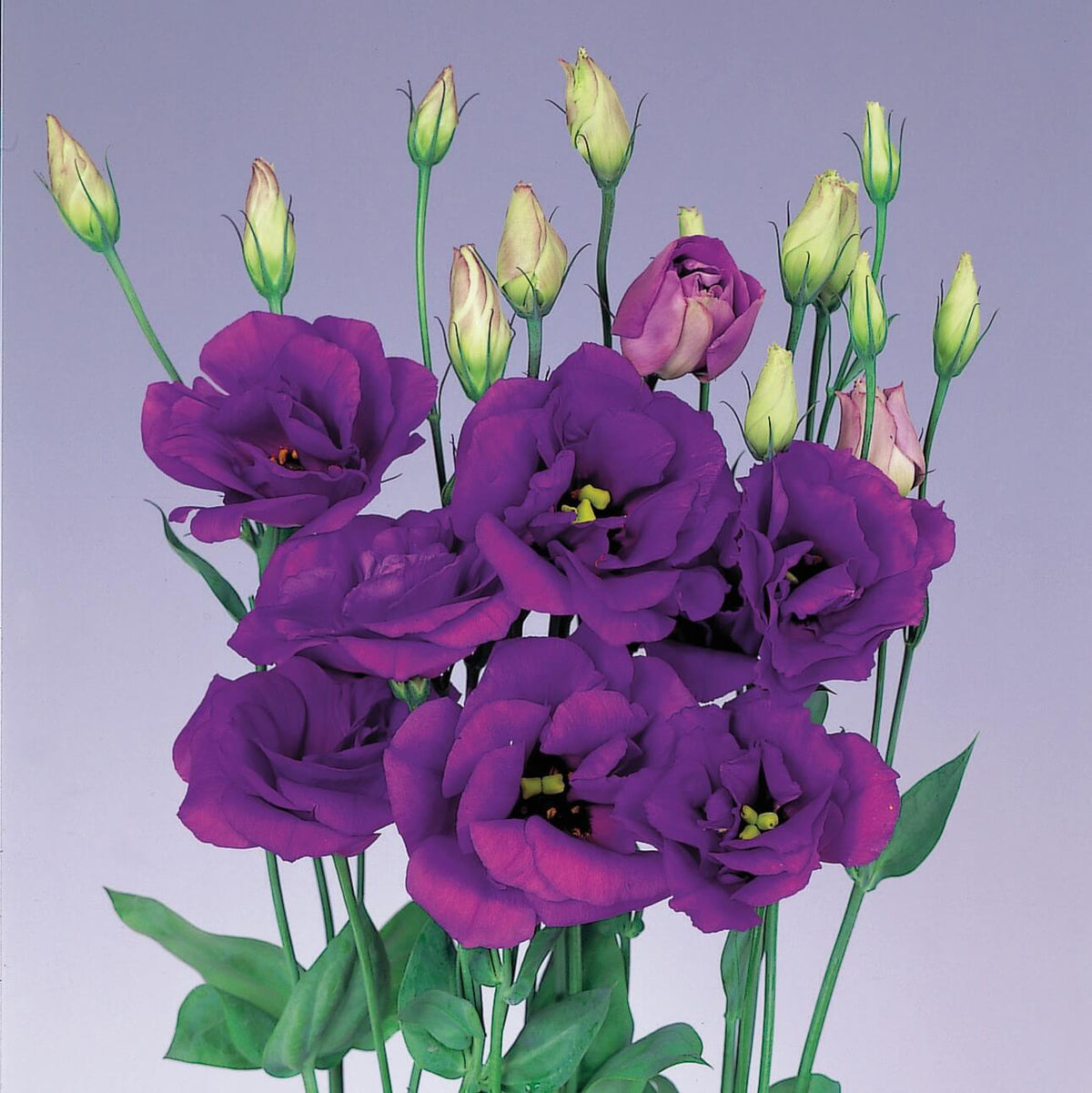 Rosita Purple Lisianthus plant
