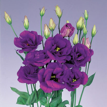 Rosita Purple Lisianthus plant
