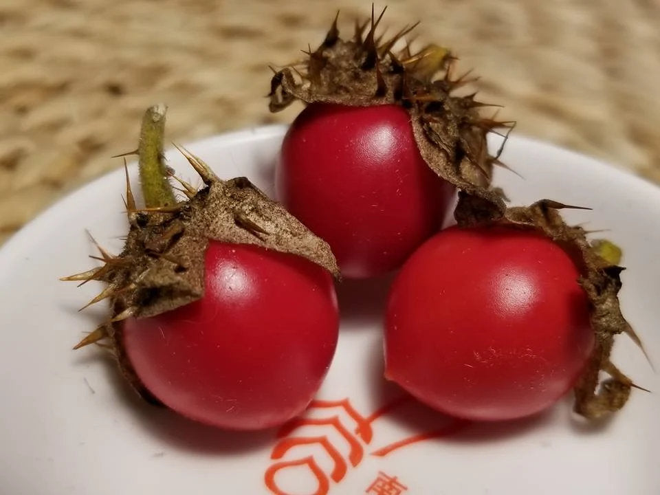 Litchi tomato plant with prickly green stems, pale flowers, and small round red ripe fruits growing in a sunny garden.