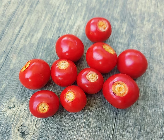 Litchi tomato plant with prickly green stems, pale flowers, and small round red ripe fruits growing in a sunny garden.