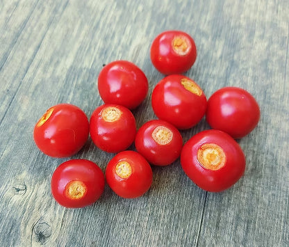 Litchi tomato plant with prickly green stems, pale flowers, and small round red ripe fruits growing in a sunny garden.