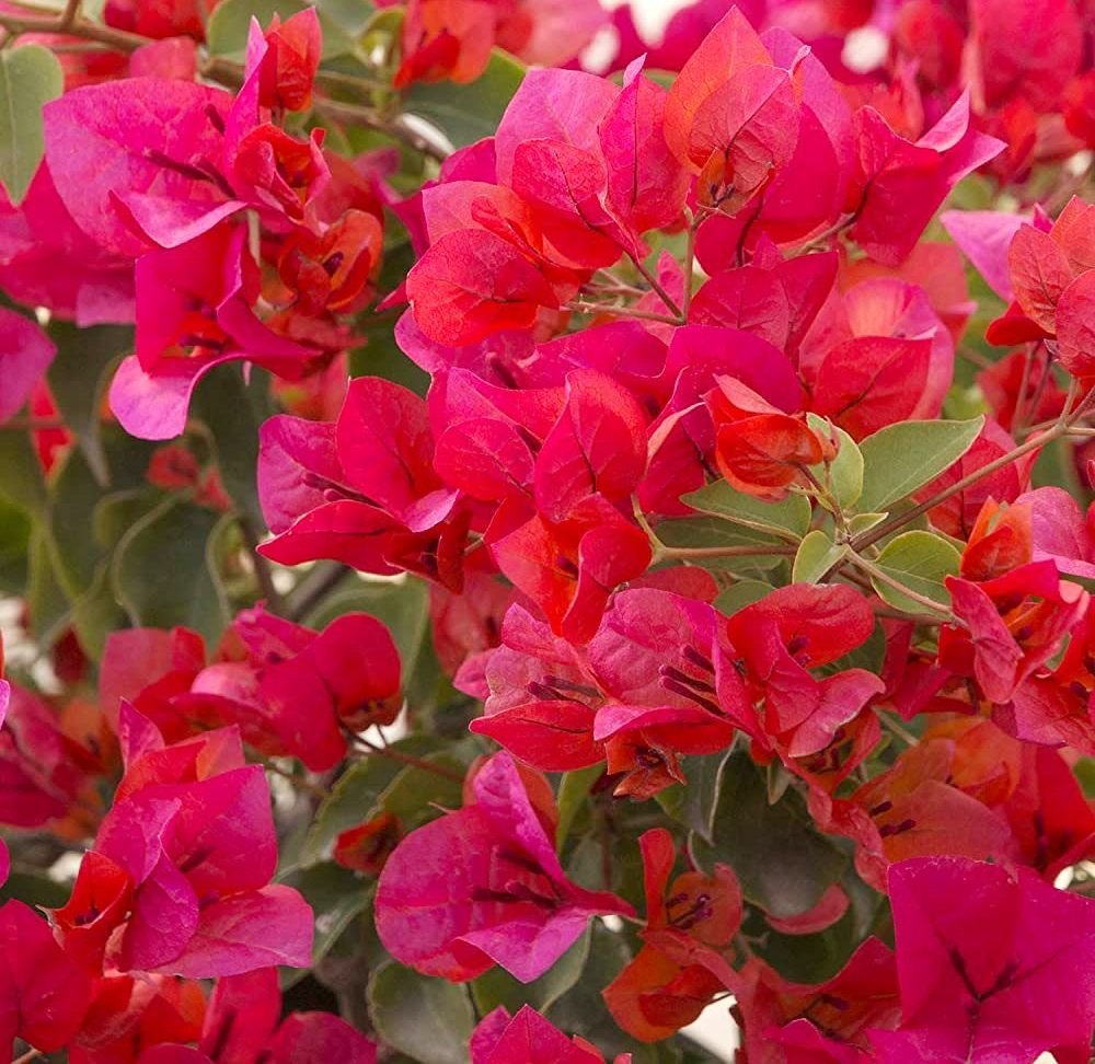 Brick Pink flower seeds