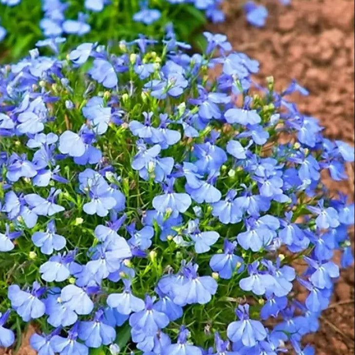 Compact Lobelia plant