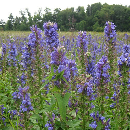 Blue Cardinal flower seeds