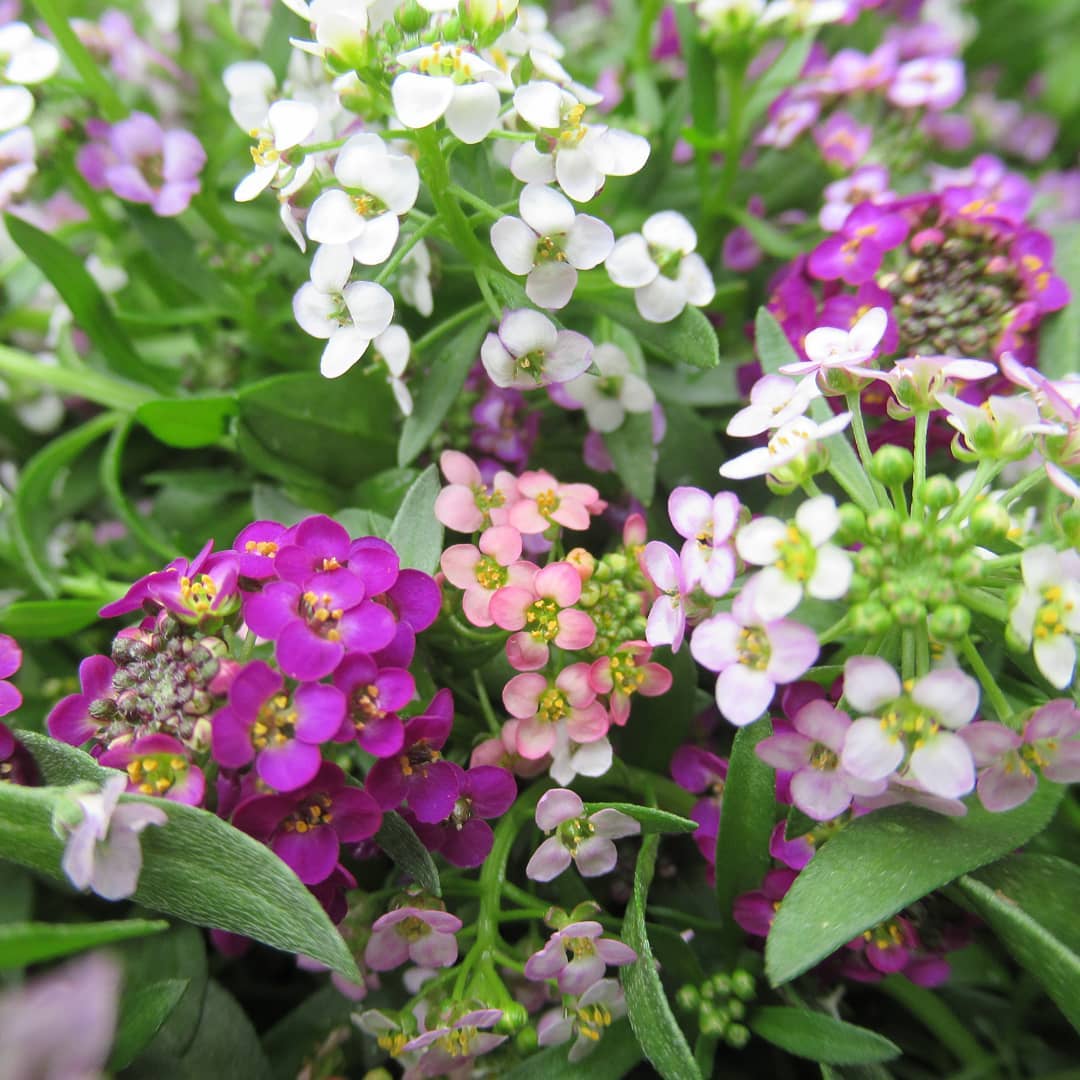 Lobularia Maritima flower seeds