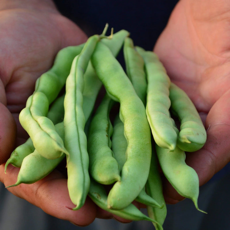 Purple Stallard Bean Seeds for Planting – Heirloom Garden Seeds