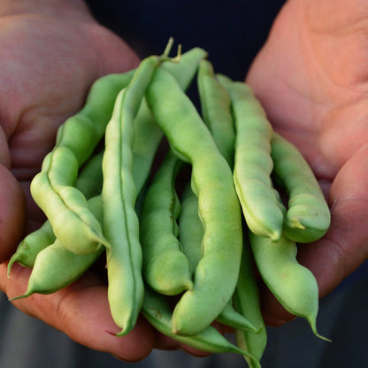 Purple Stallard Bean Seeds for Planting – Heirloom Garden Seeds