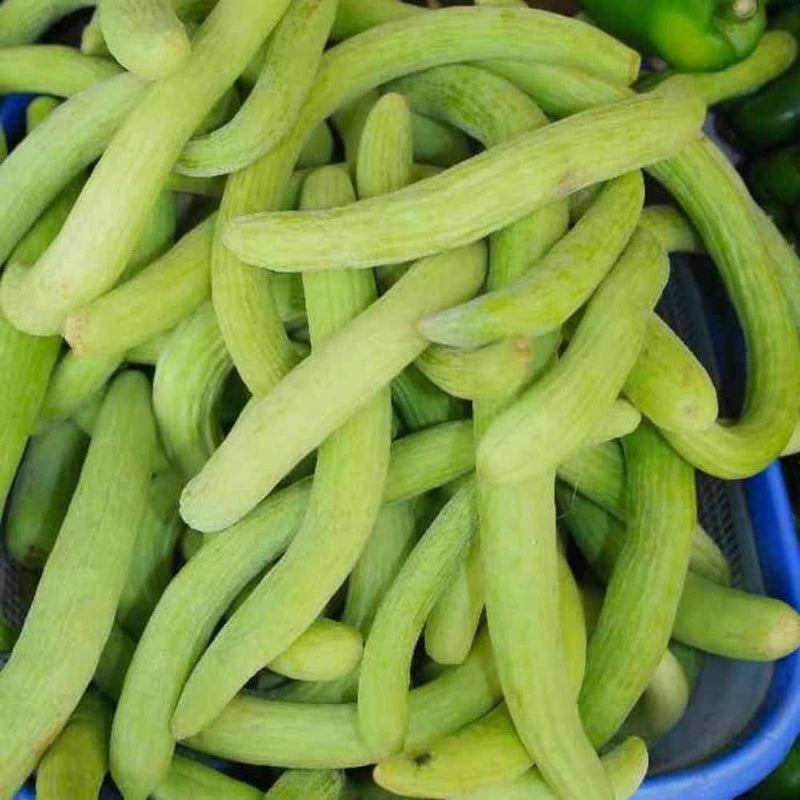 Armenian Cucumber Seeds for Planting – Heirloom Non-GMO Garden Seeds