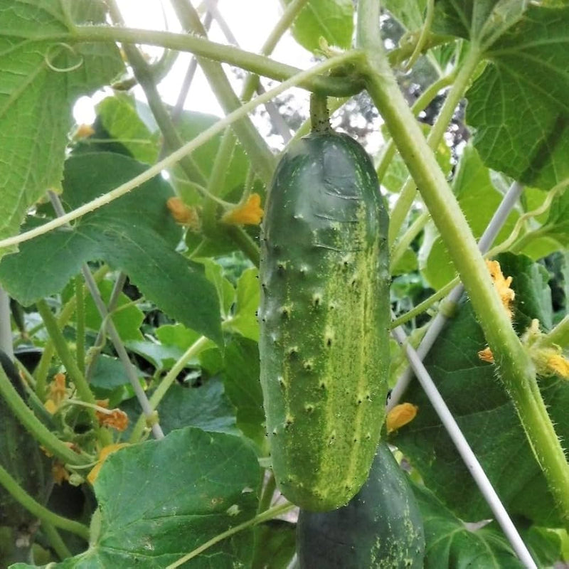 Marketmore Cucumber Seeds for Planting – Heirloom Non-GMO Garden Seeds